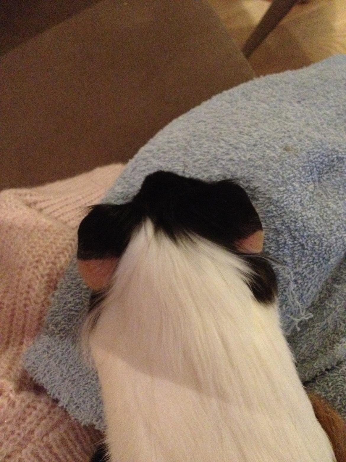 Marsvin Hubert billede 7