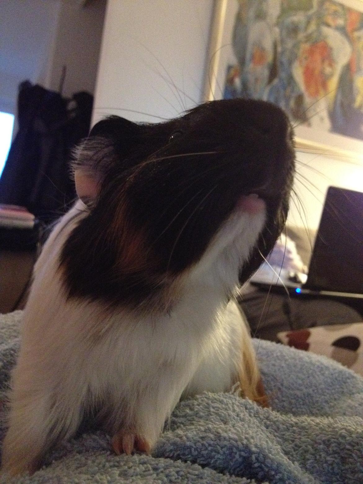 Marsvin Hubert billede 8