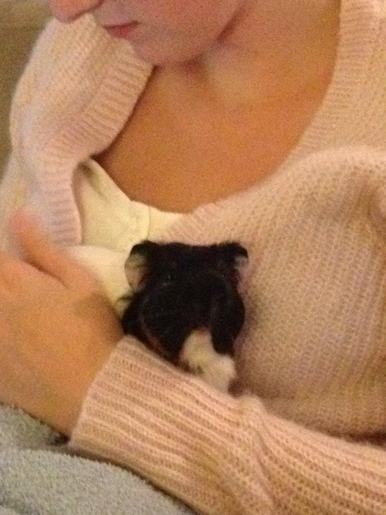 Marsvin Hubert billede 9