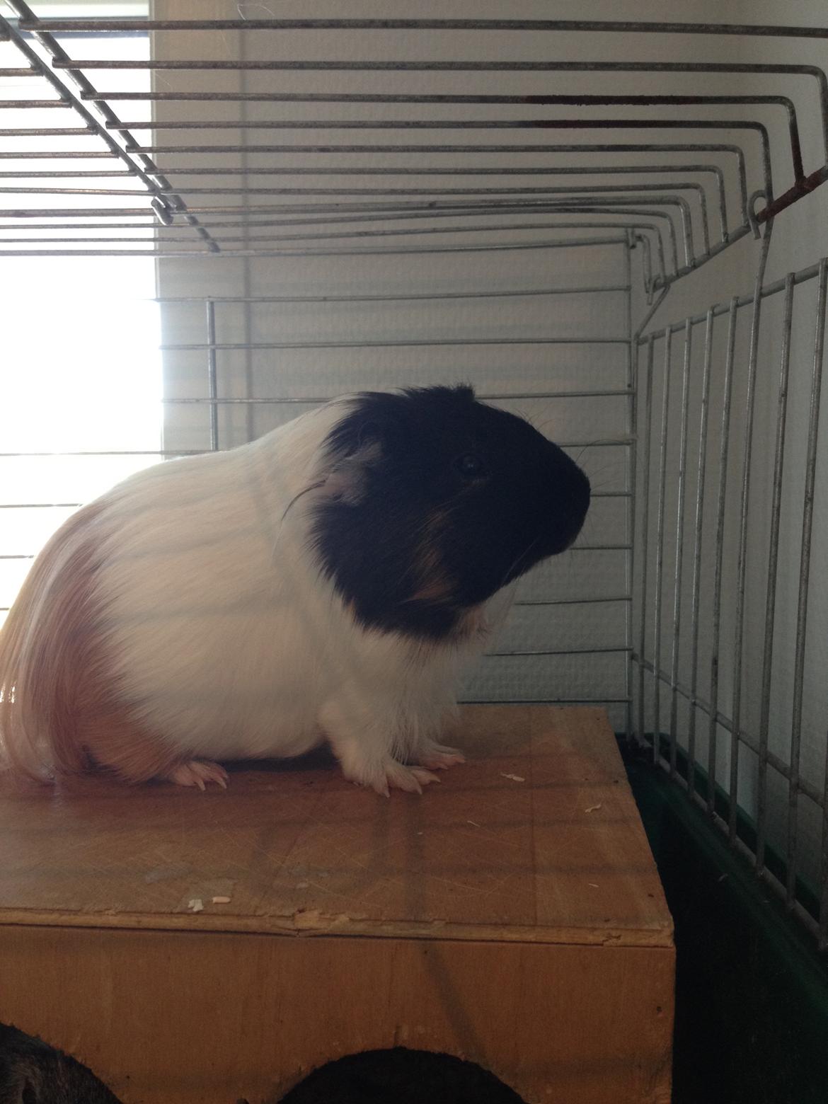 Marsvin Hubert billede 10