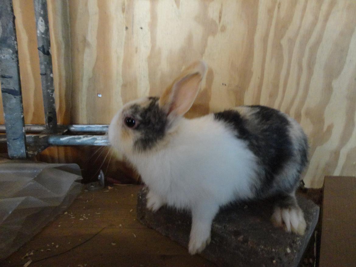 Kanin Bounty <3 billede 2