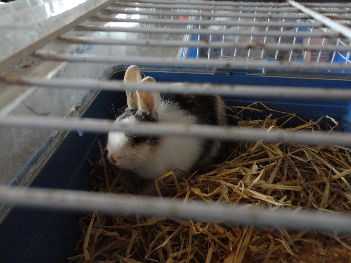 Kanin Bounty <3 billede 3