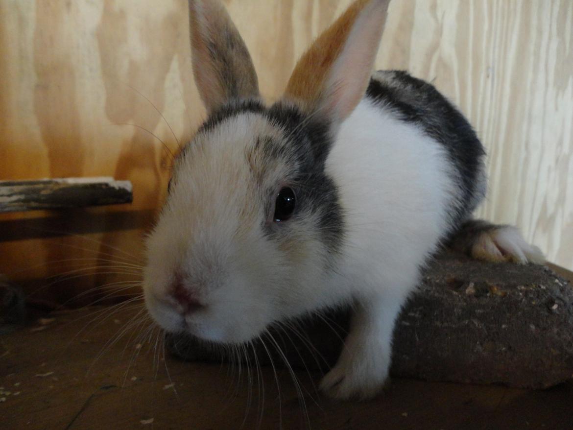 Kanin Bounty <3 billede 4