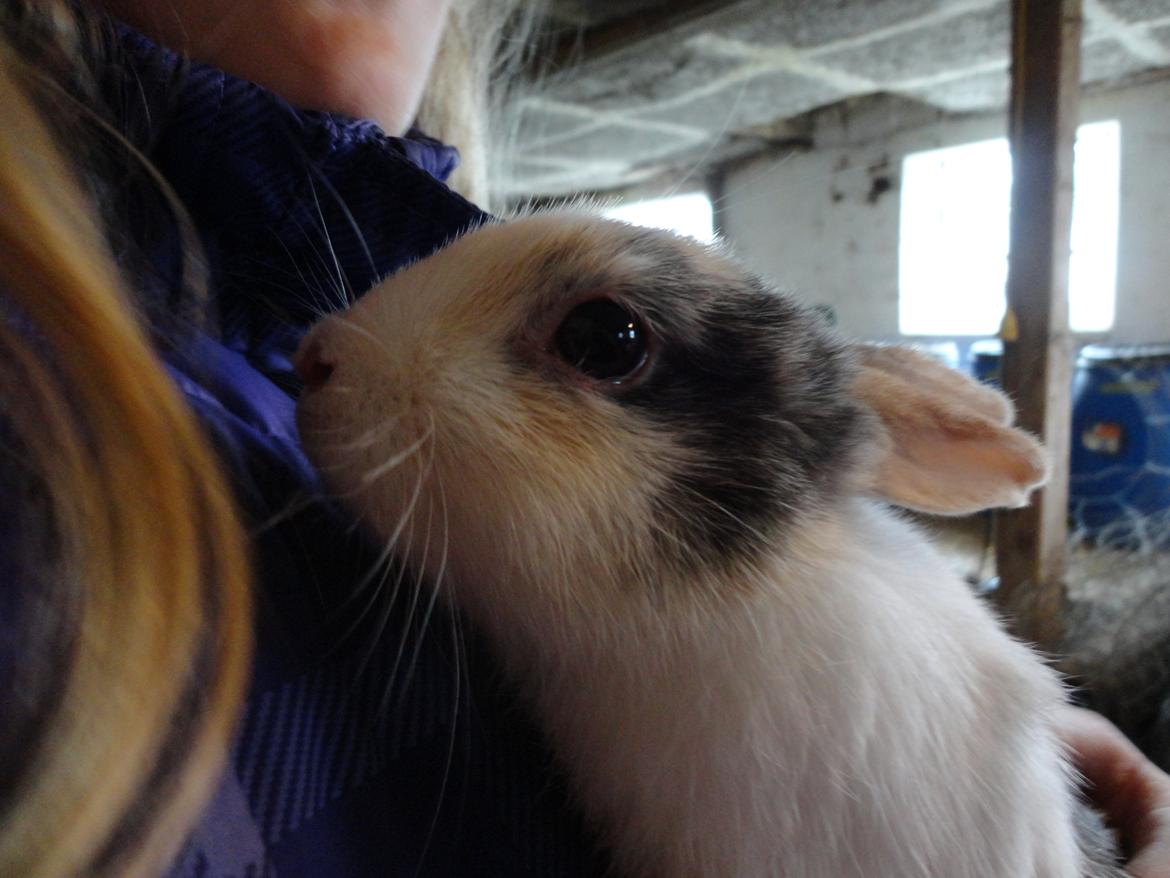 Kanin Bounty <3 billede 5