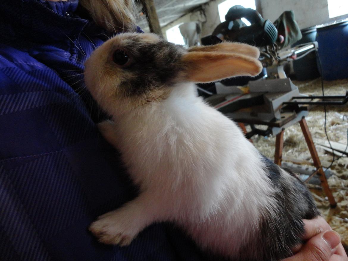 Kanin Bounty <3 billede 6