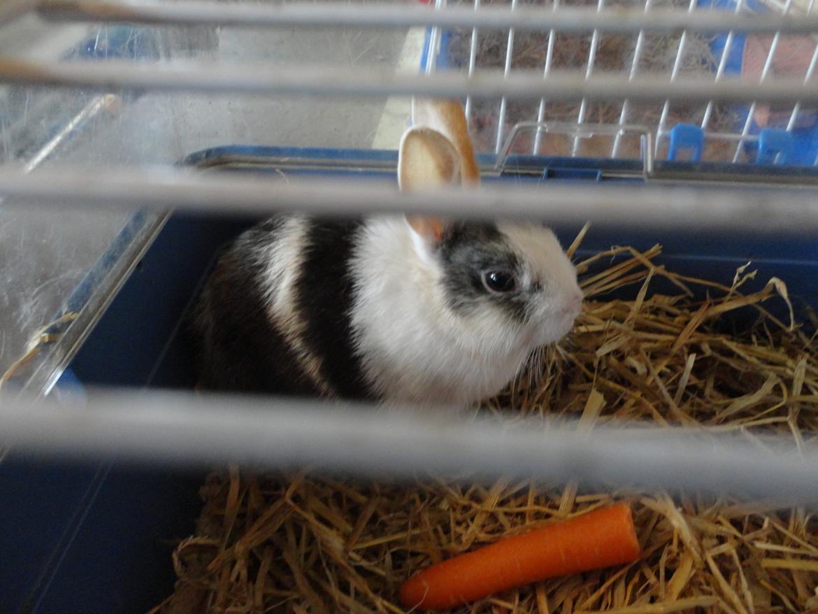 Kanin Bounty <3 billede 7