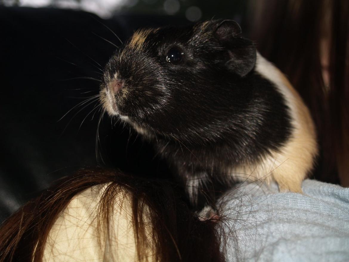 Marsvin Daphnie billede 12