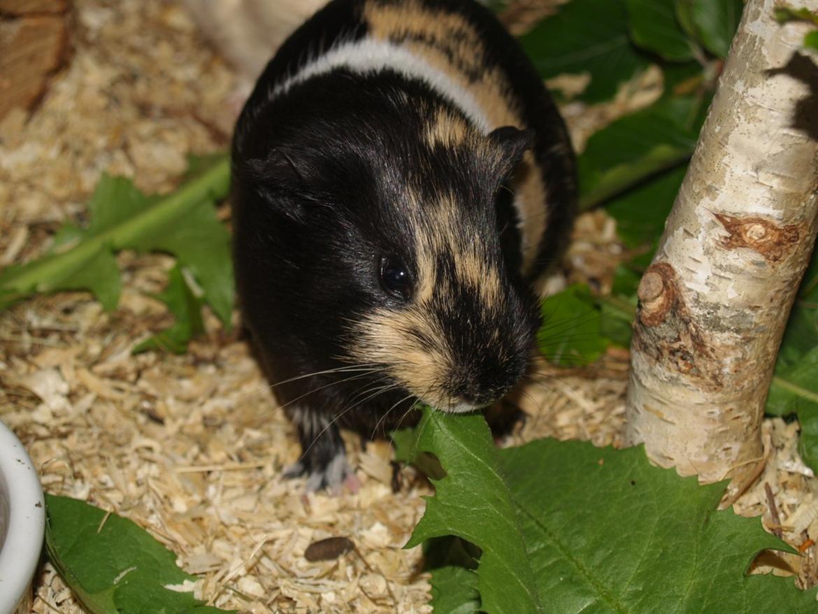 Marsvin Daphnie billede 13