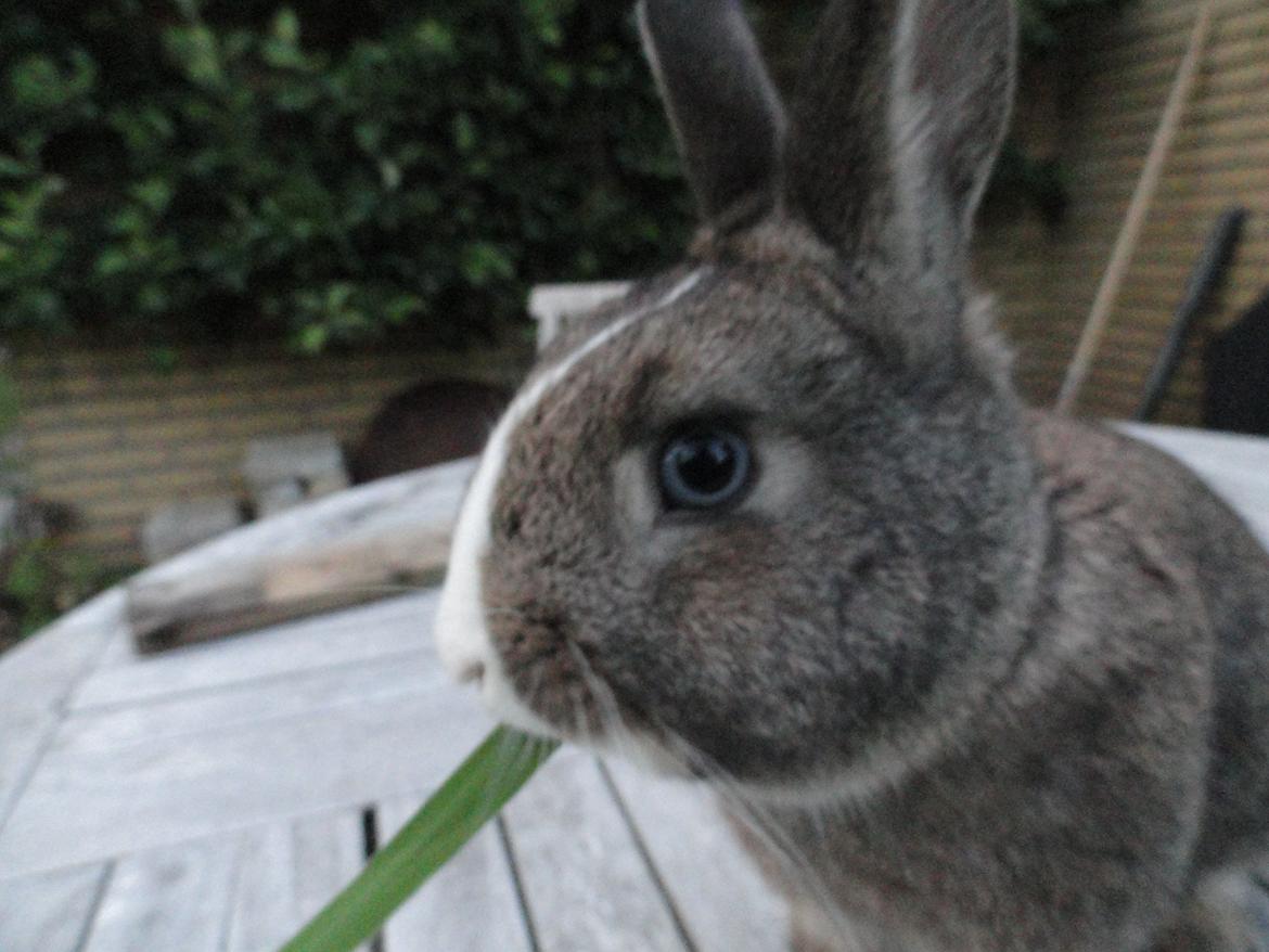 Kanin Safira billede 17