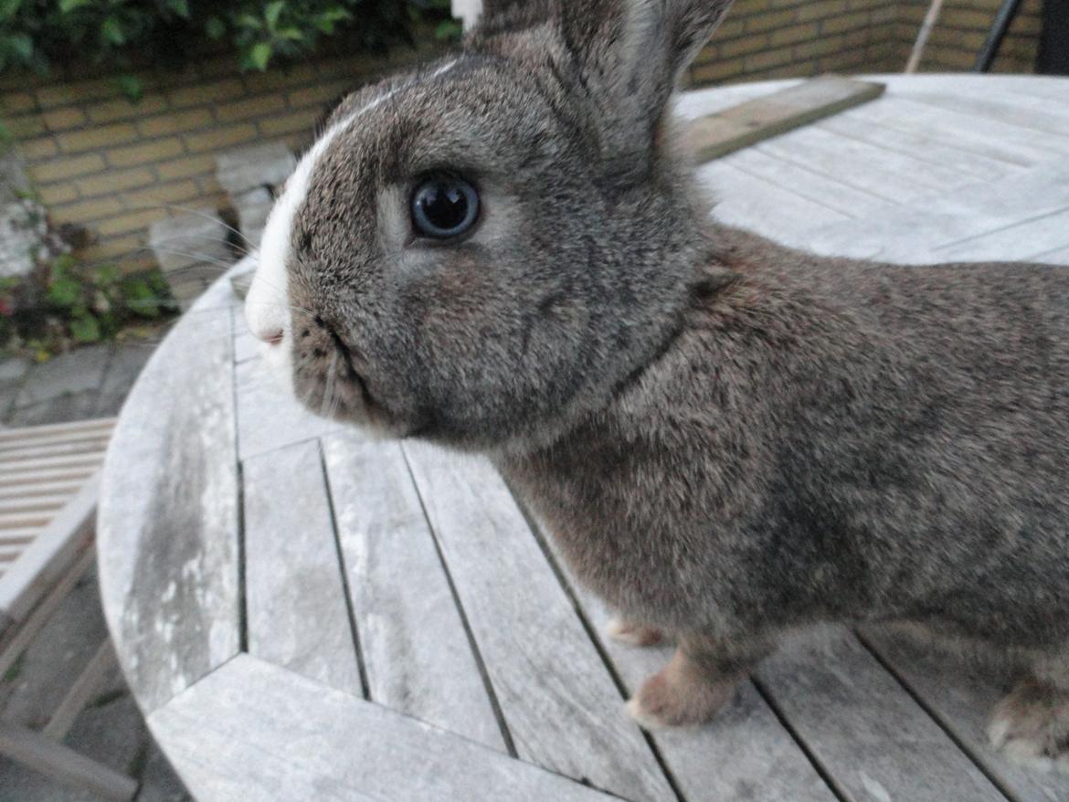 Kanin Safira billede 18