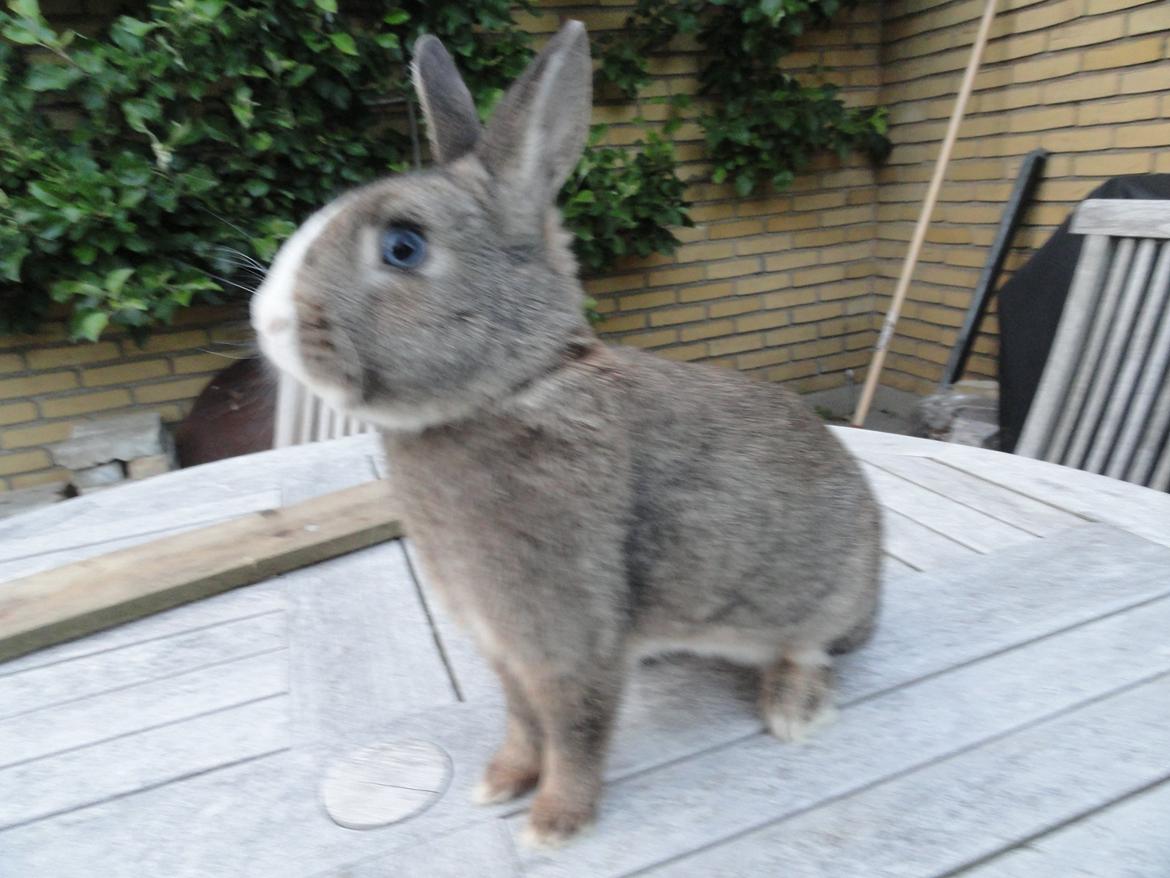 Kanin Safira billede 19