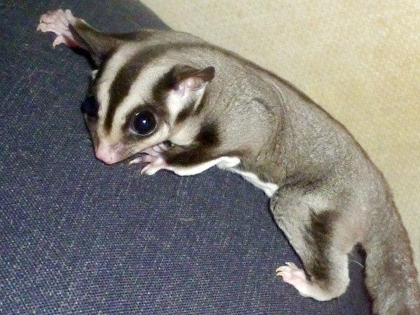 Sugar glider | Liam billede 11