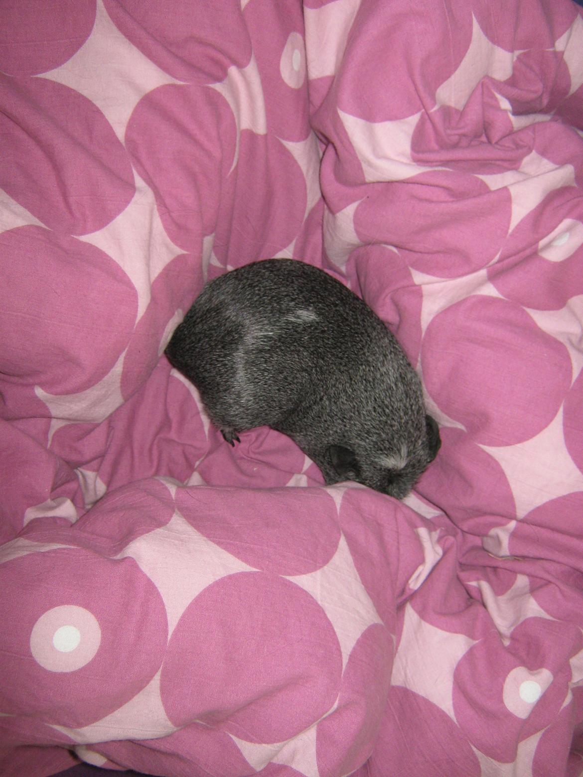 Marsvin Jasmin billede 13