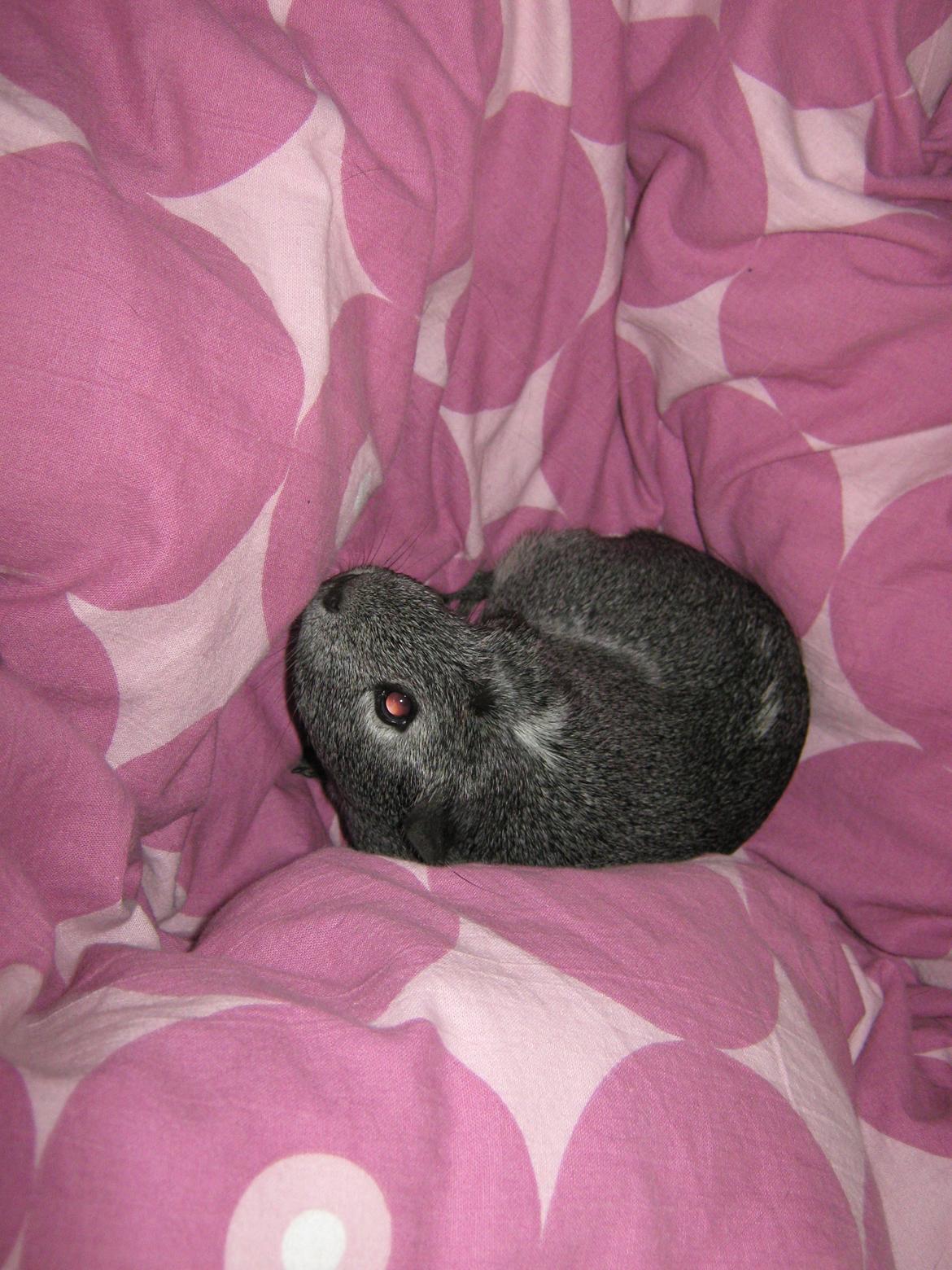 Marsvin Jasmin billede 14