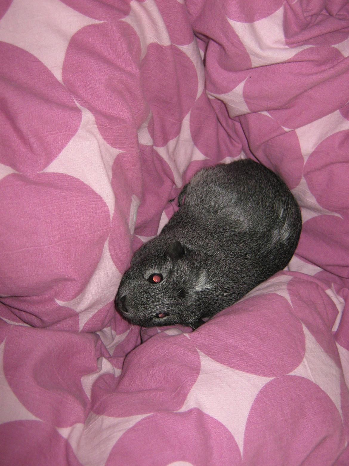 Marsvin Jasmin billede 15