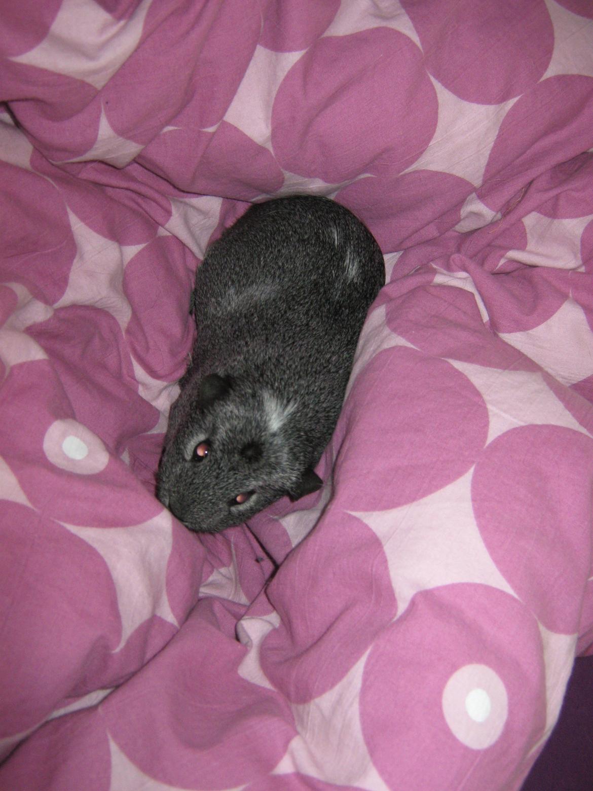 Marsvin Jasmin billede 16