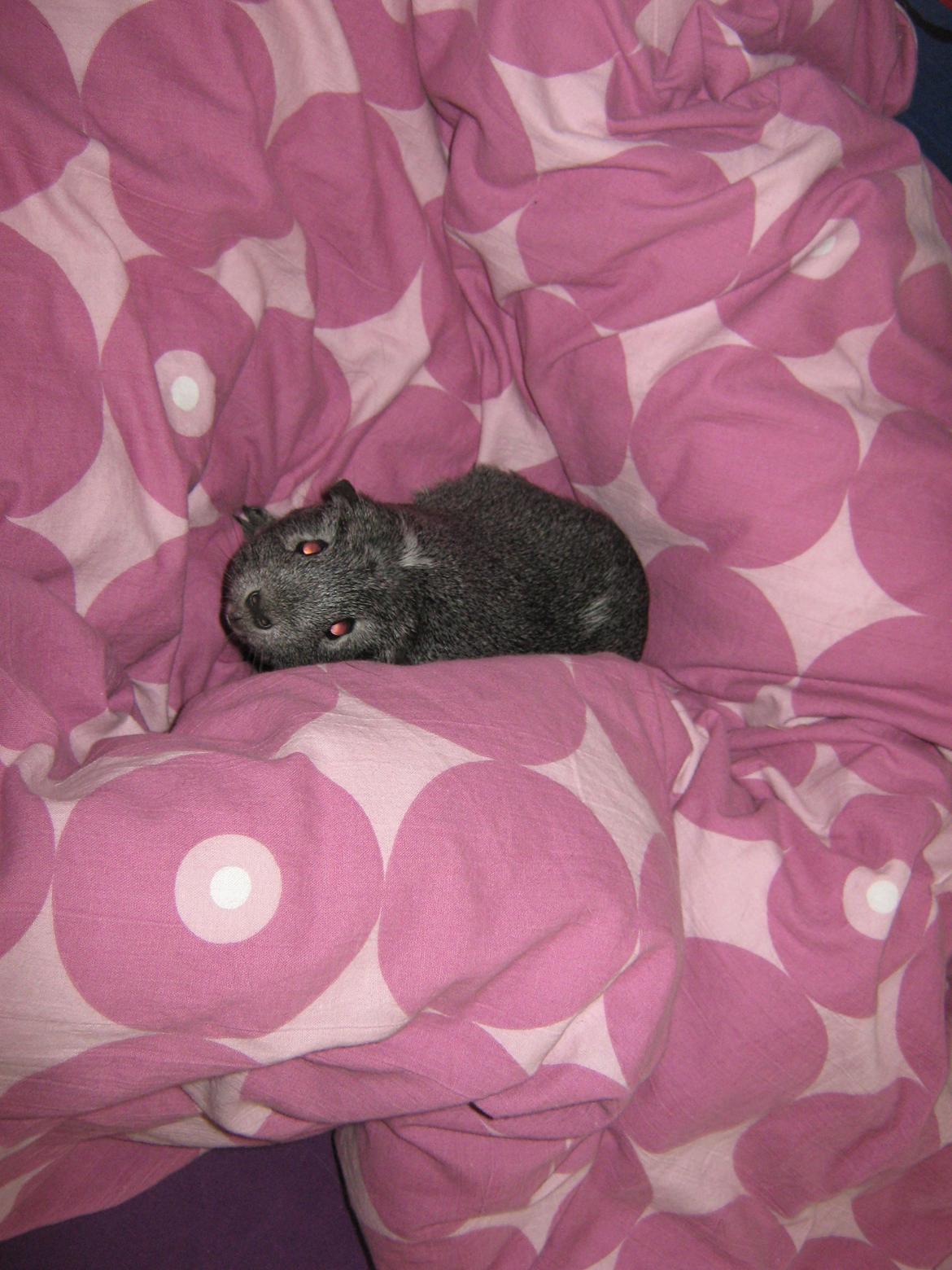 Marsvin Jasmin billede 17