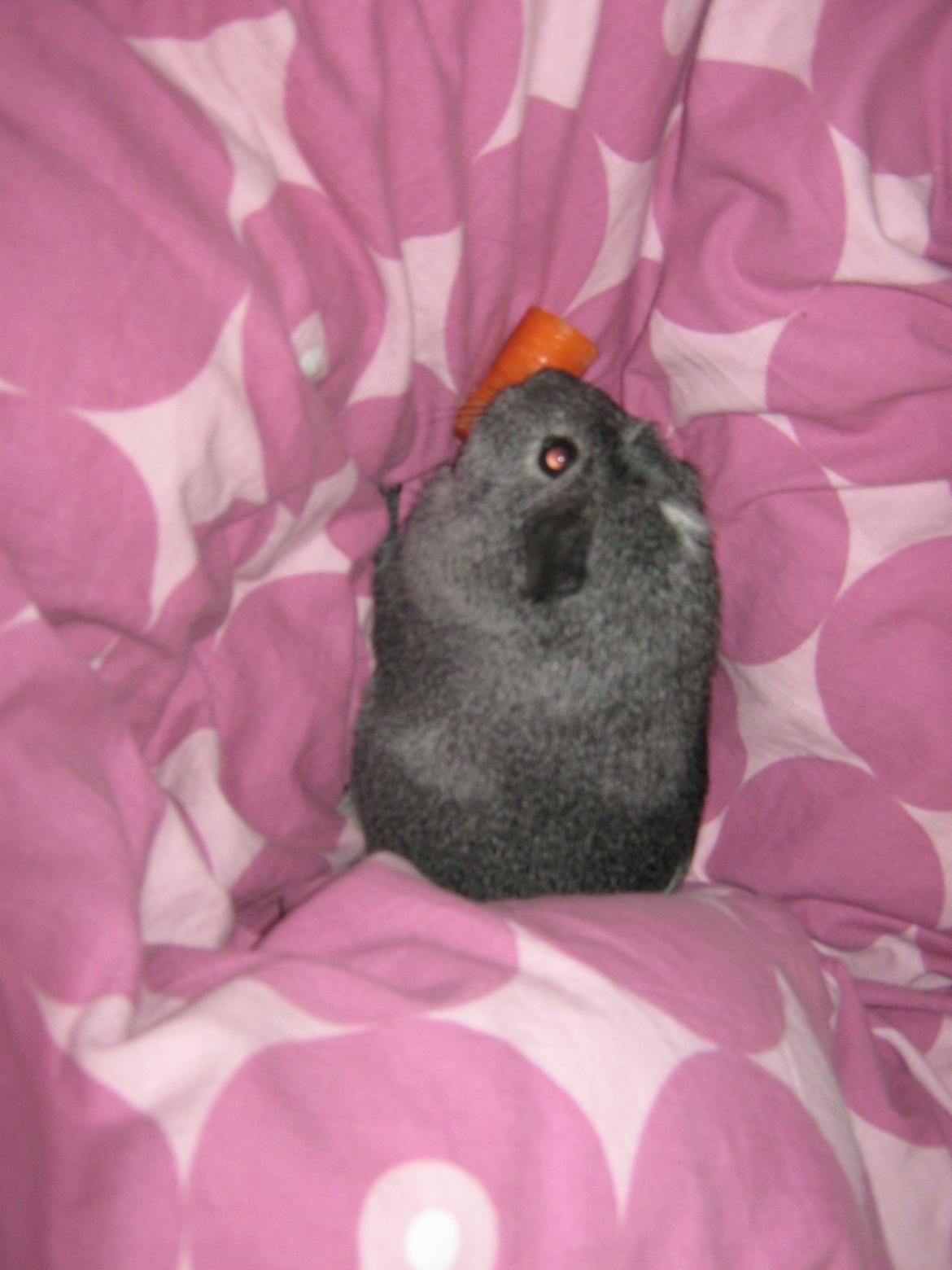 Marsvin Jasmin billede 18