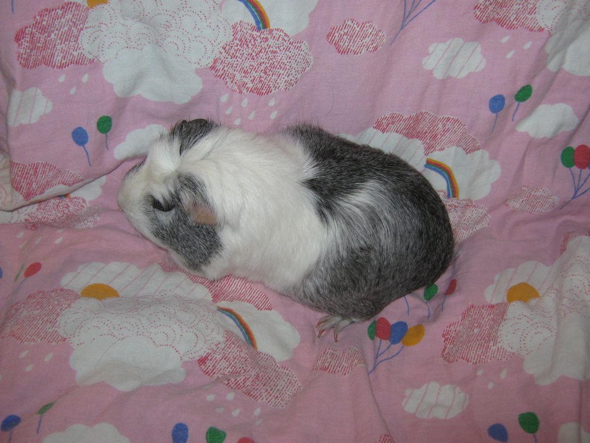 Marsvin Miley billede 8