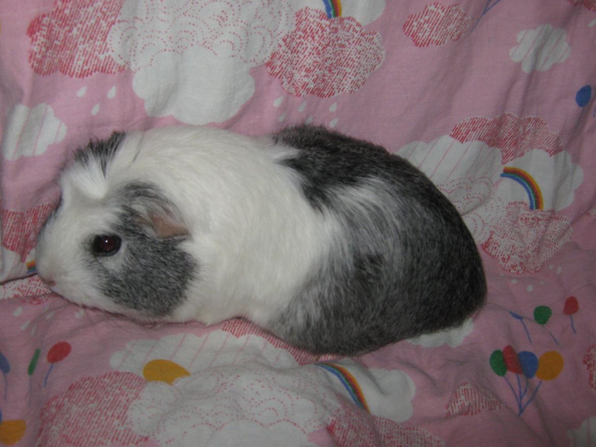 Marsvin Miley billede 9