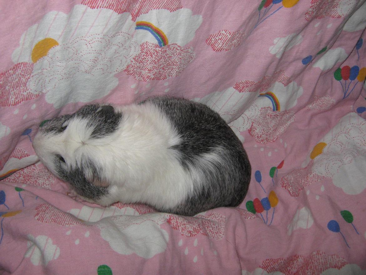 Marsvin Miley billede 10