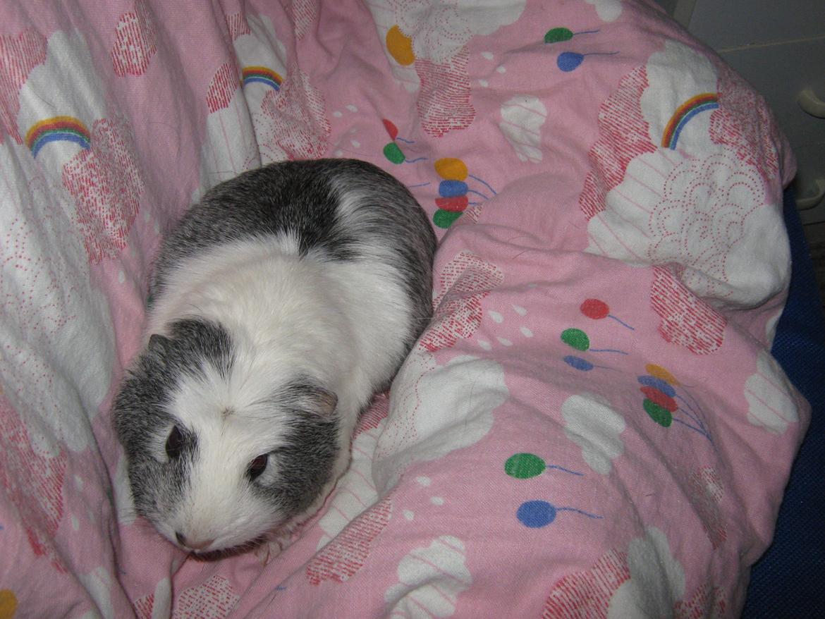 Marsvin Miley billede 11