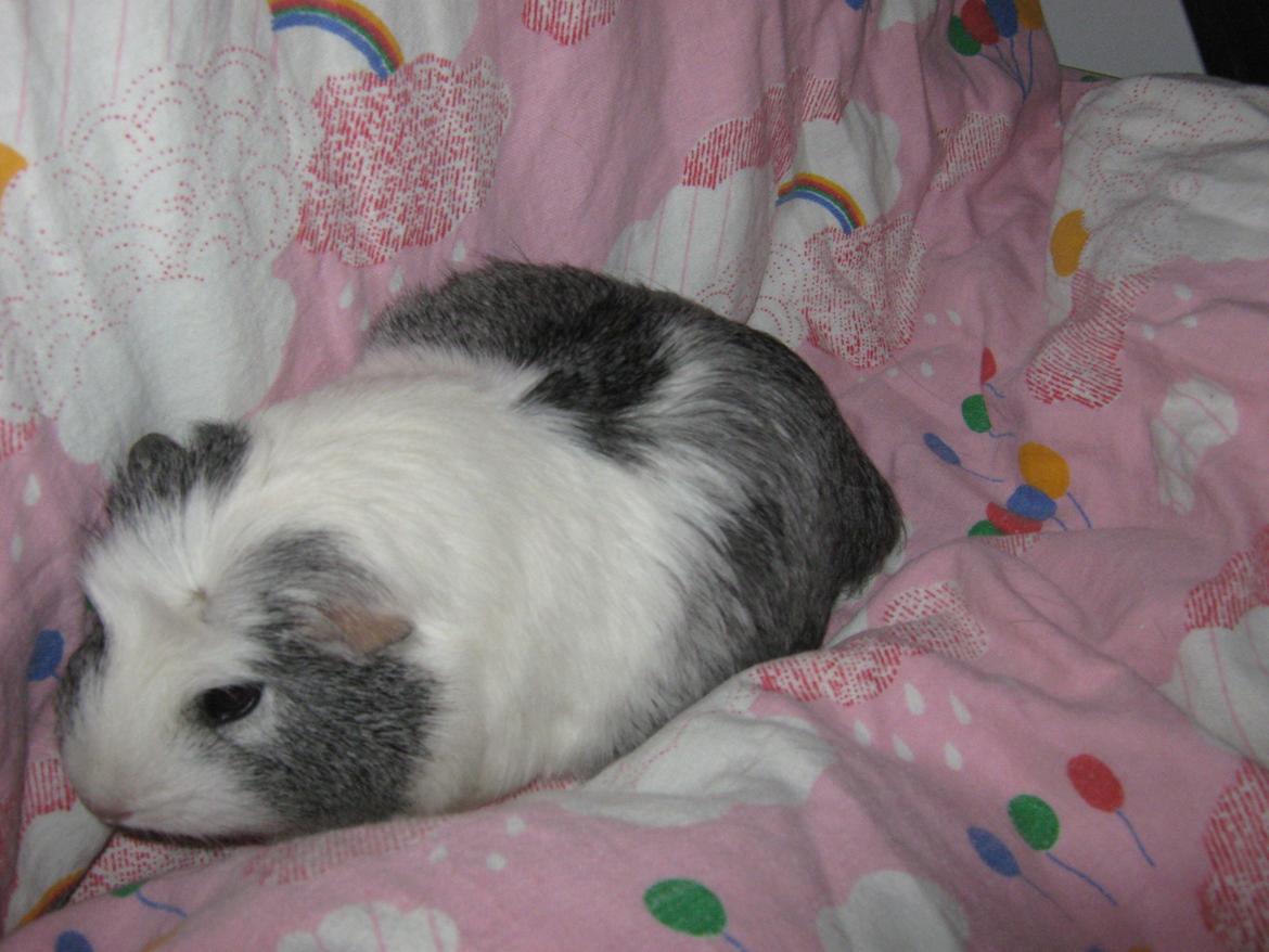 Marsvin Miley billede 12