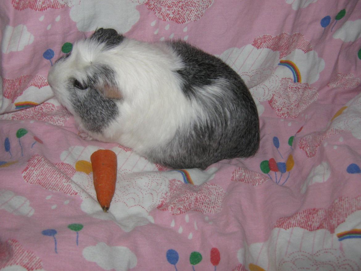 Marsvin Miley billede 13