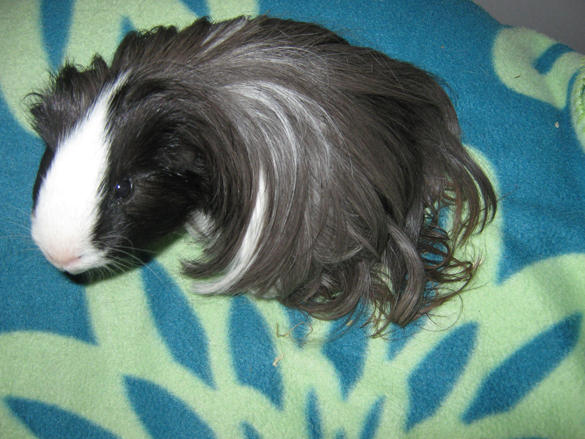 Marsvin McGee billede 12