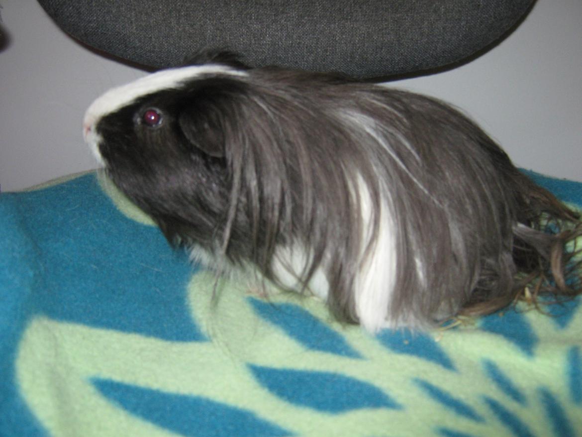 Marsvin McGee billede 13