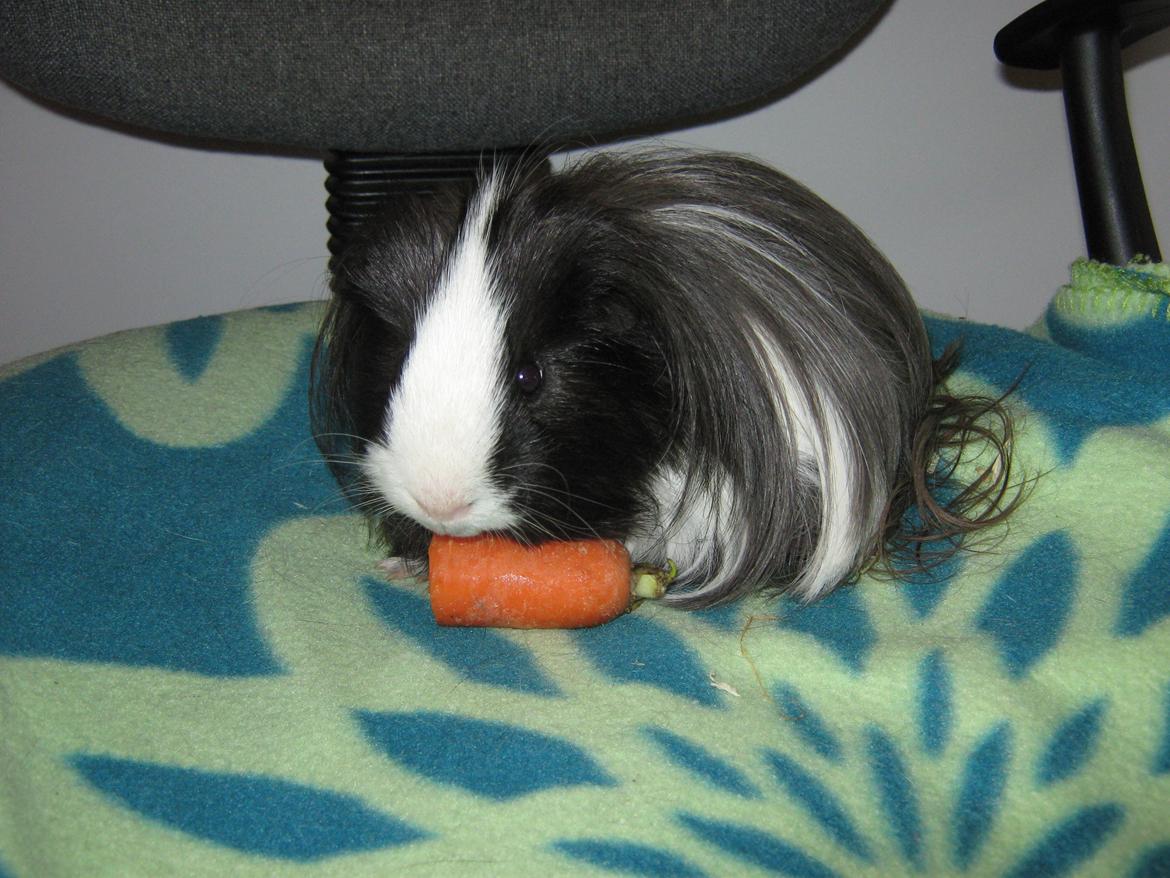 Marsvin McGee billede 14