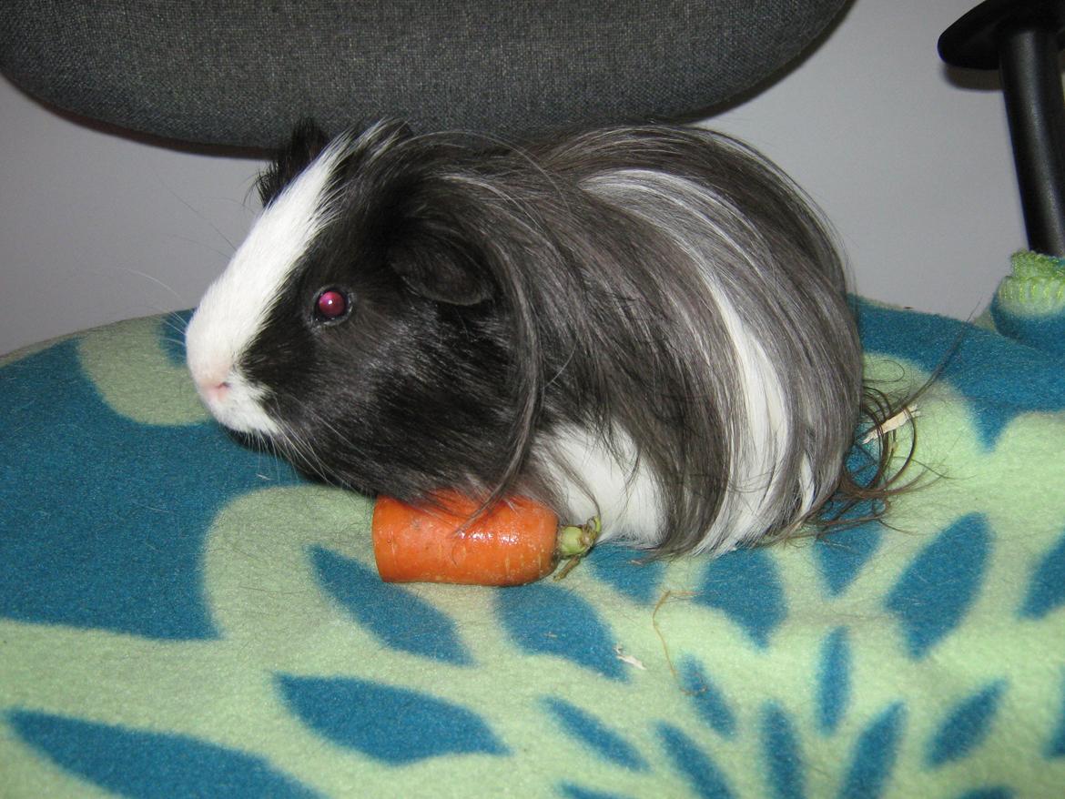 Marsvin McGee billede 15