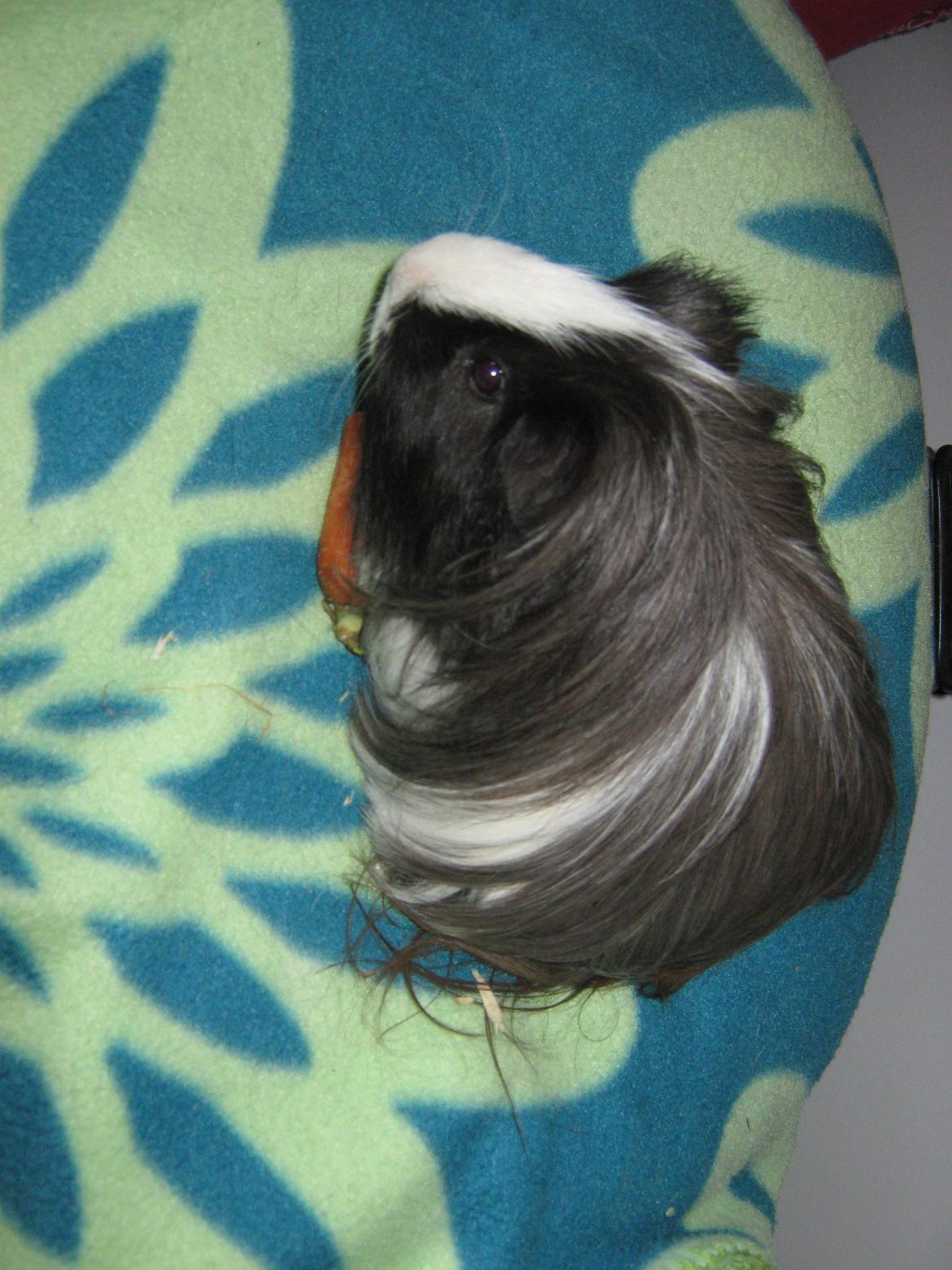 Marsvin McGee billede 16