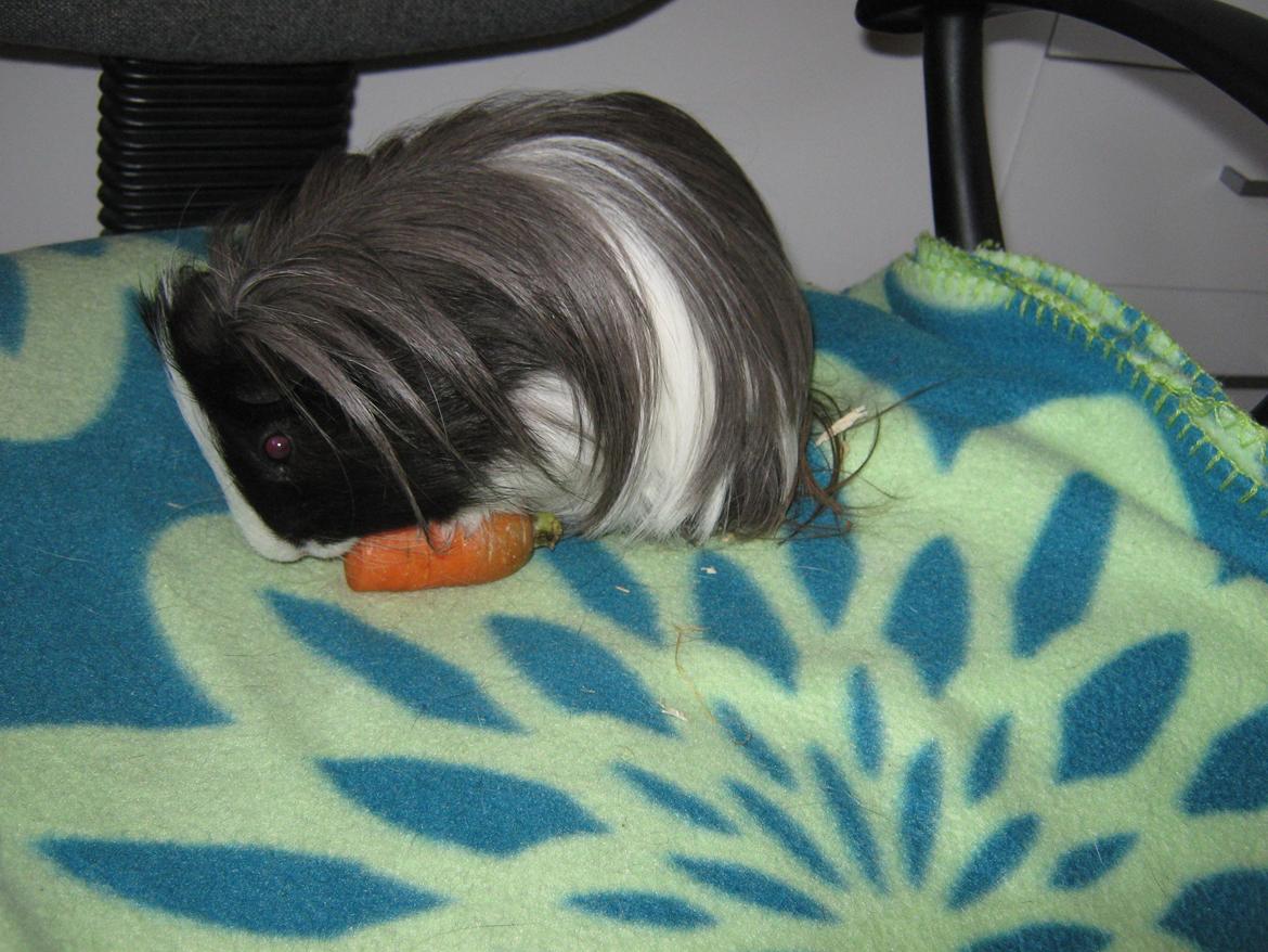 Marsvin McGee billede 17