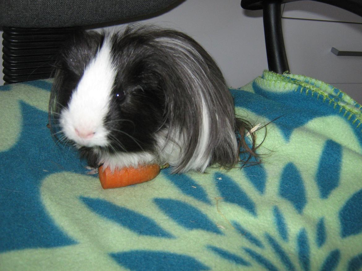 Marsvin McGee billede 18