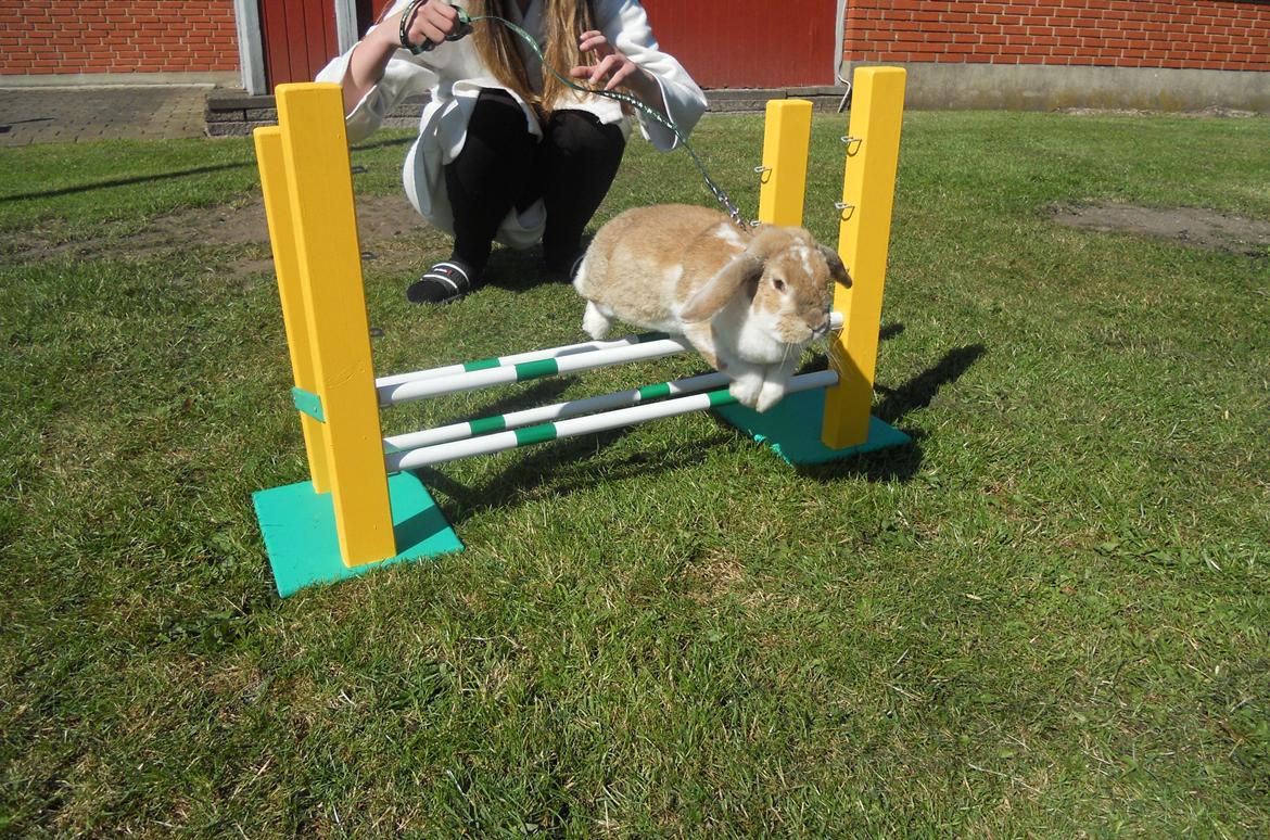 Kanin Pjuske<3 - Pjuske er jo en stjerne!<3 billede 20