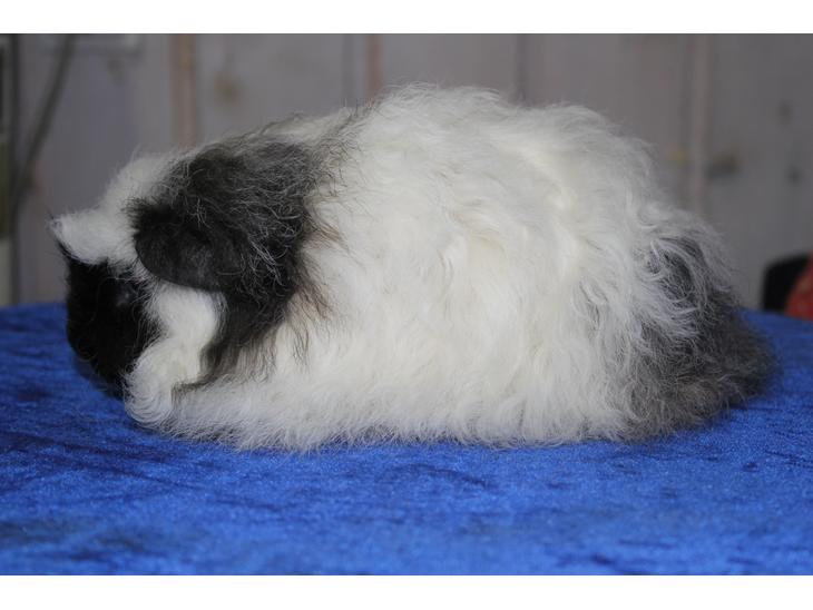 {{currentPhoto.altText}} billede {{currentPhoto.number}}