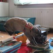 Kanin Bakkehøjs Ragou