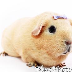 Marsvin Malthe **RIP 15/3 2016**