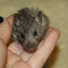 Tamrotte Alenya's The Maze