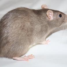 Tamrotte Minky Dinky