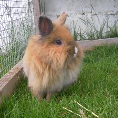 Kanin CervinaGaard's BellaDonna