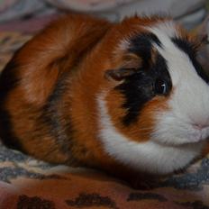 Marsvin Vip **R.I.P**