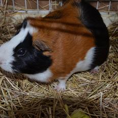 Marsvin Vip **R.I.P**