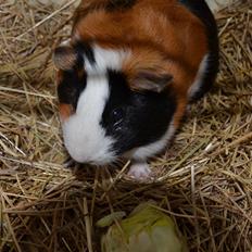 Marsvin Vip **R.I.P**