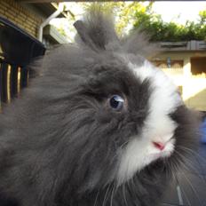 Kanin UniKin's Elisha Chewa Naipé