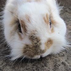 Kanin Ingemanns Misty.