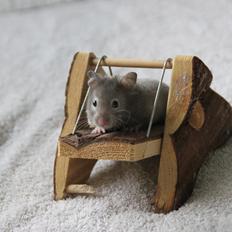 Hamster Nala