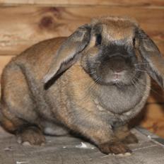 Kanin Hønsehusets Prazo Sioux Lakota