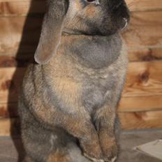 Kanin Hønsehusets Prazo Sioux Lakota